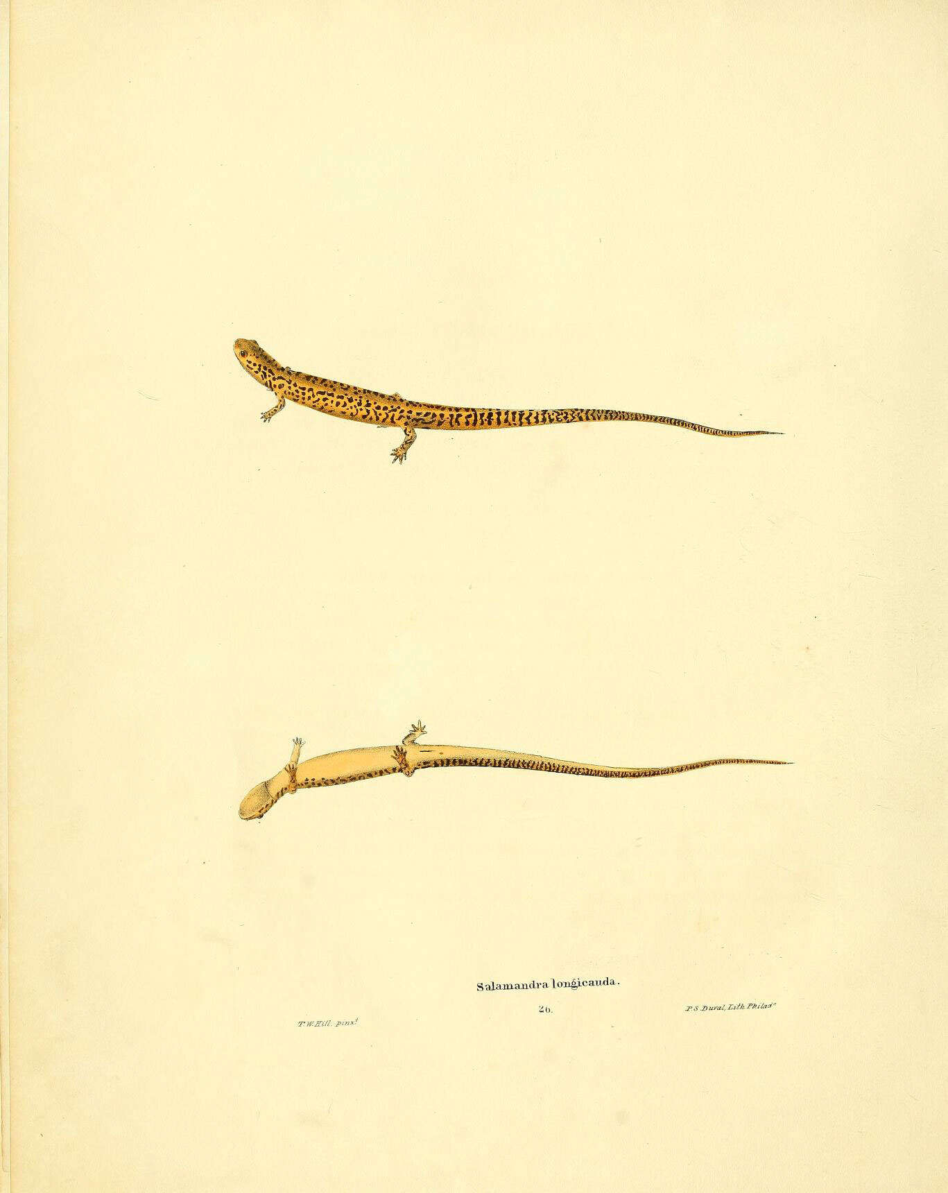 Image de Eurycea longicauda (Green 1818)