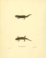 Image of Mole Salamander