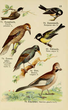 صورة Periparus Sélys-Longchamps 1884