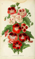 Image of Geranium