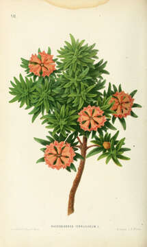 Rhododendron ferrugineum L. resmi