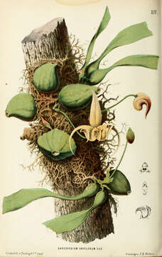 Image of Bulbophyllum pteroglossum Schltr.