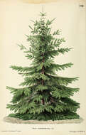 Image of Caucasian Fir