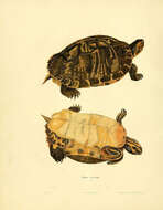 Image of slider turtle, red-eared terrapin, red-eared slider