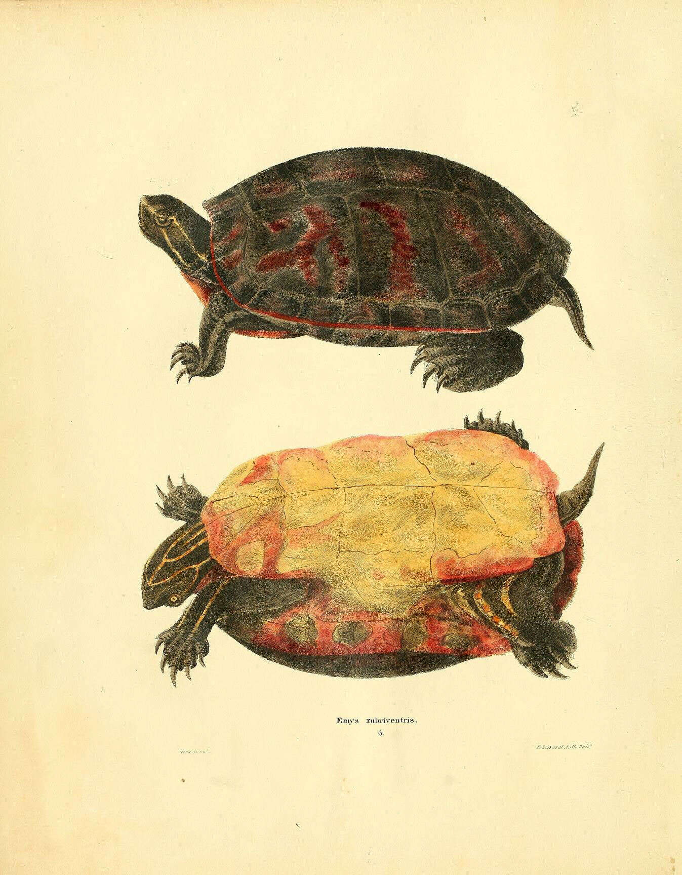 Pseudemys rubriventris (Le Conte 1830) resmi