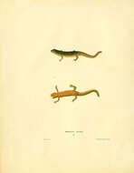 Image of Notophthalmus Rafinesque 1820