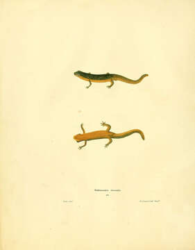 Image of Notophthalmus Rafinesque 1820