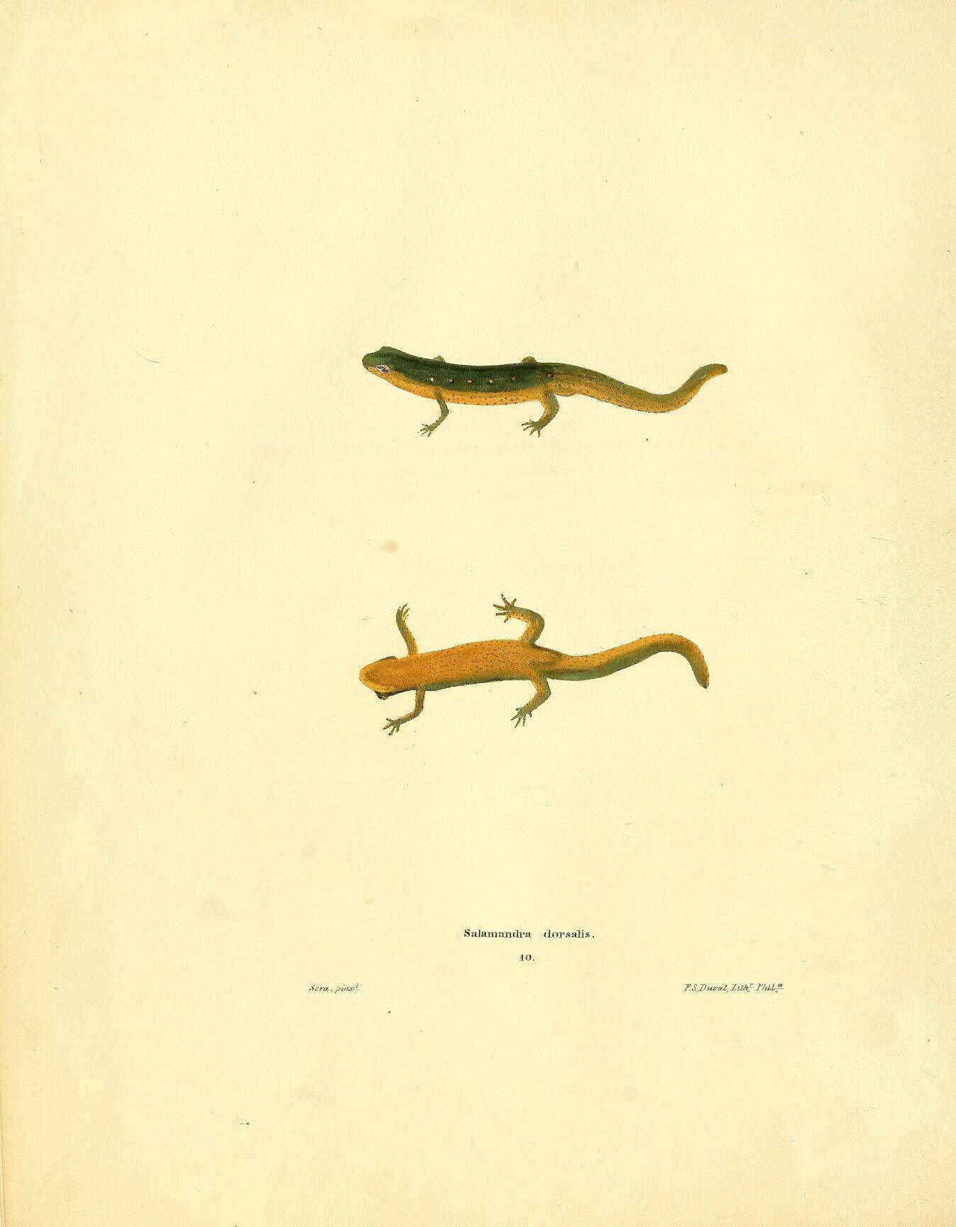 Sivun Notophthalmus Rafinesque 1820 kuva