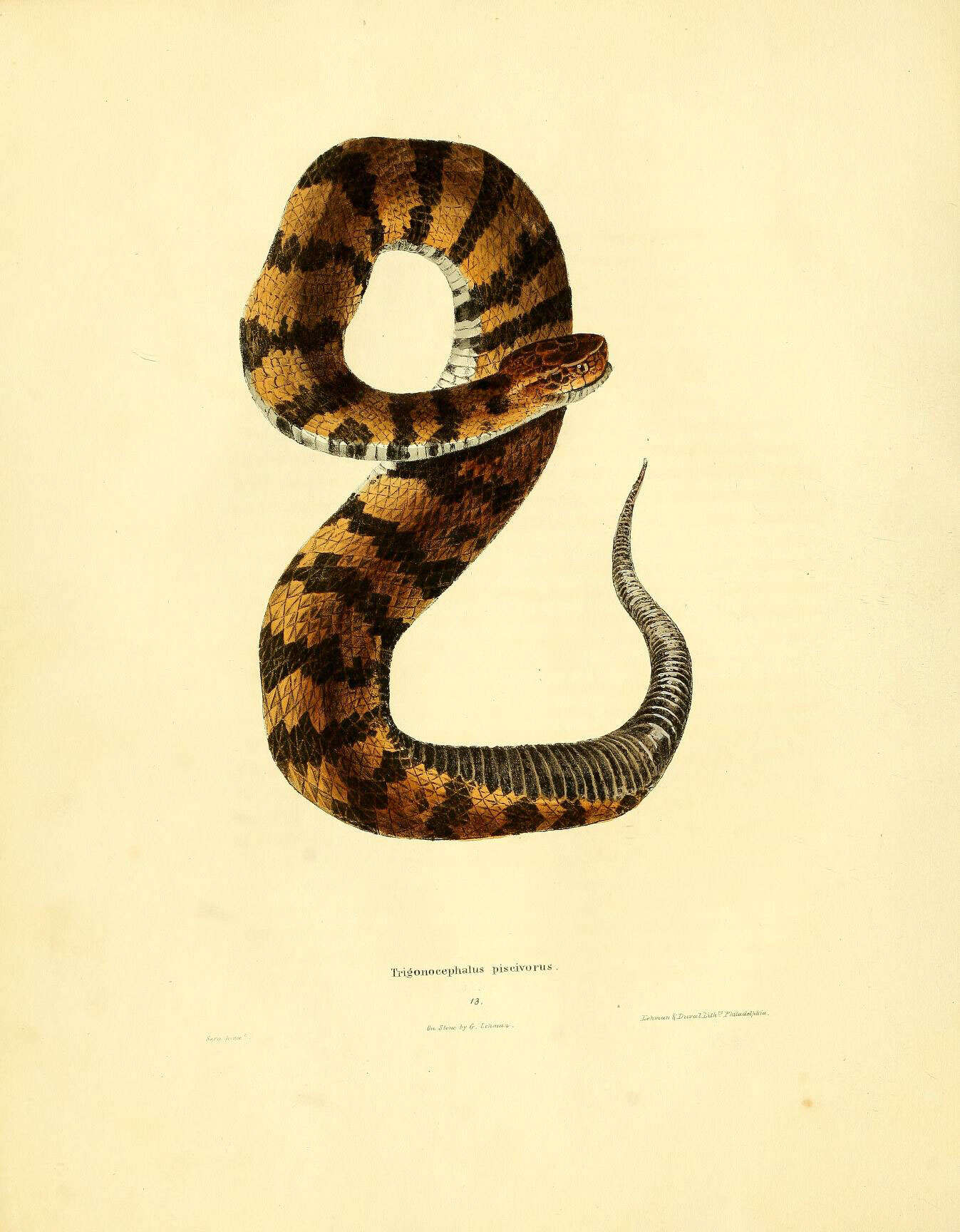 صورة Agkistrodon piscivorus (Lacépède 1789)