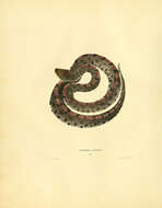 Image de Sistrurus miliarius (Linnaeus 1766)