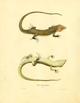 Image of Broad-headed Skink