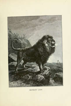 Image of Pantherinae