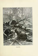 Image of beavers