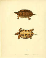 Image de Tortue des bois