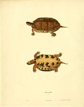 Image of Wood Turtle