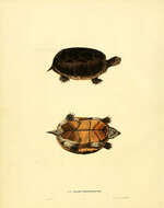 Image of Common Mud Turtle