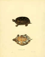 Image of Common Musk Turtle