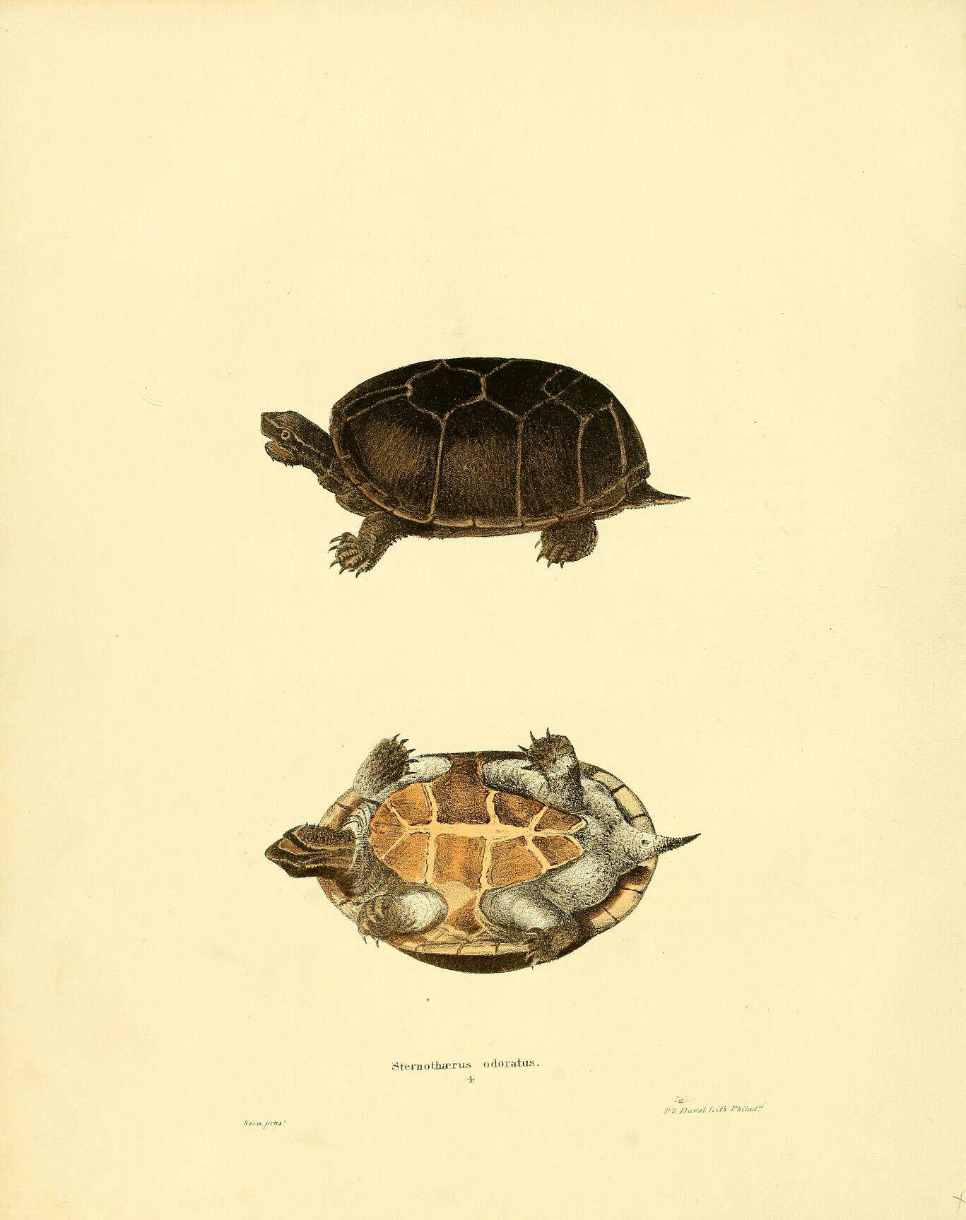 Image of Common Musk Turtle