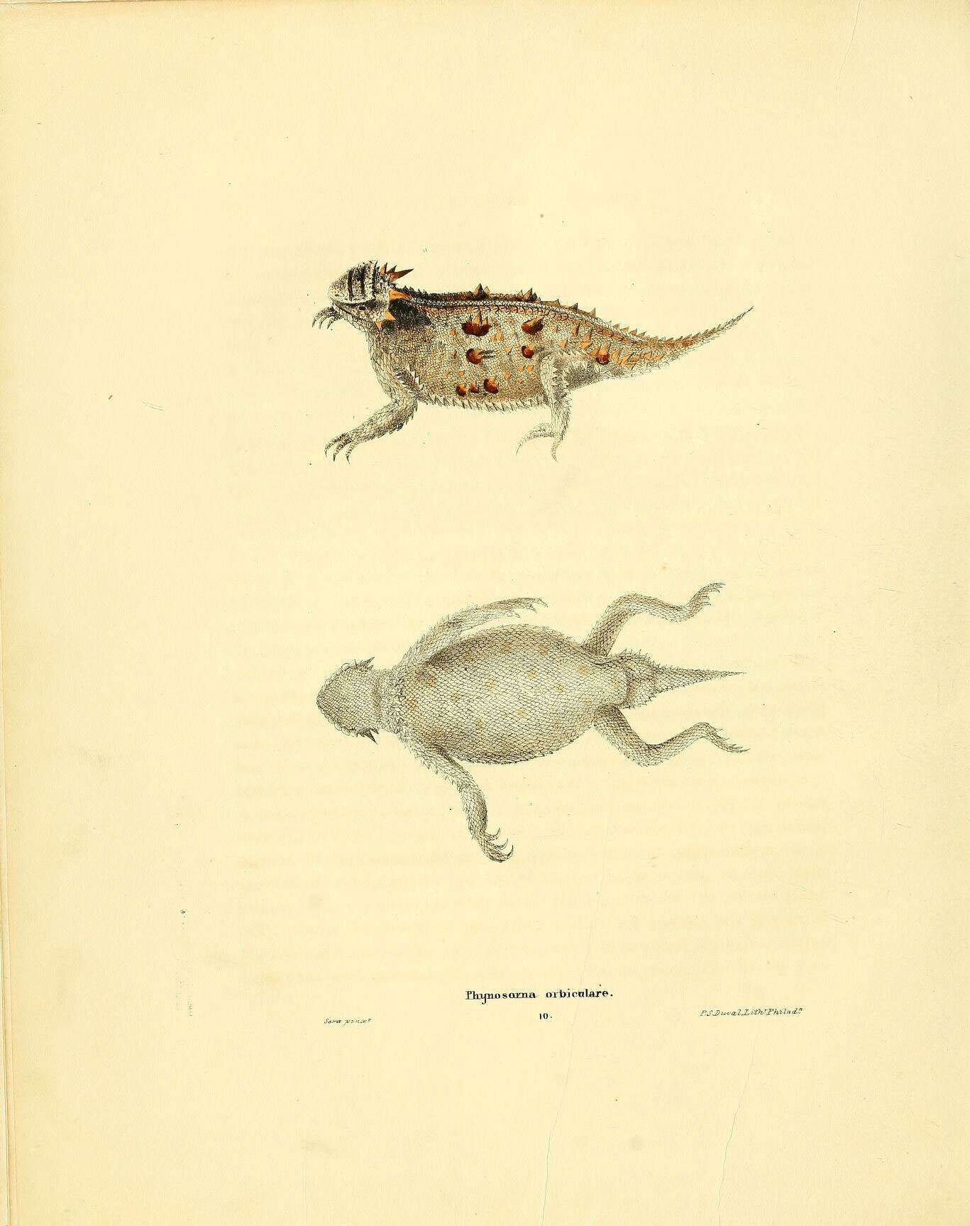 Plancia ëd Phrynosoma orbiculare (Linnaeus 1758)