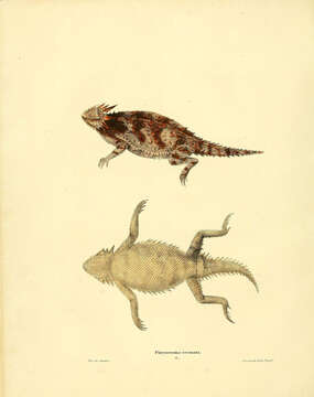 Image of Blainville Horned Lizard