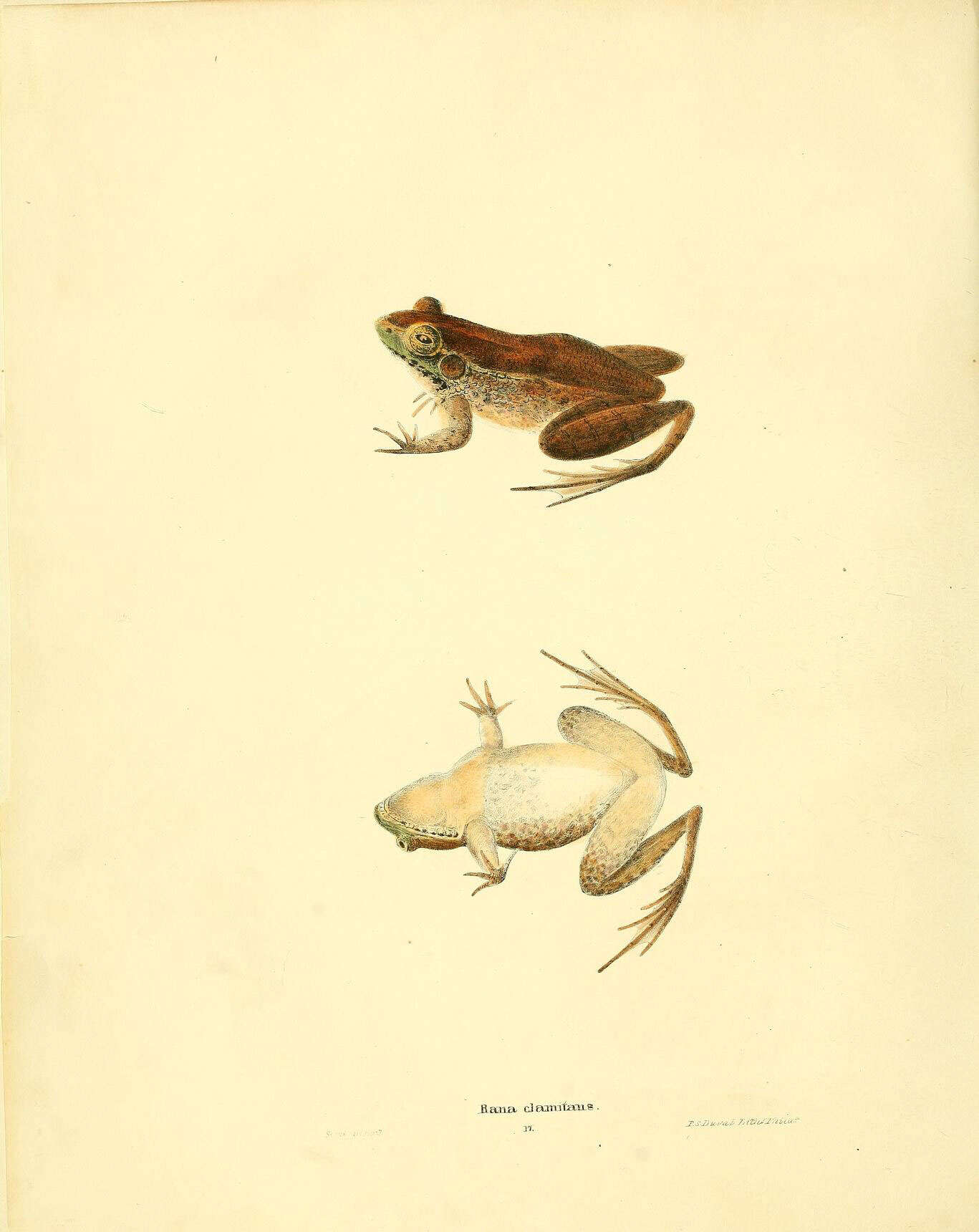 Imagem de Lithobates clamitans (Latreille ex Sonnini de Manoncourt & Latreille 1801)