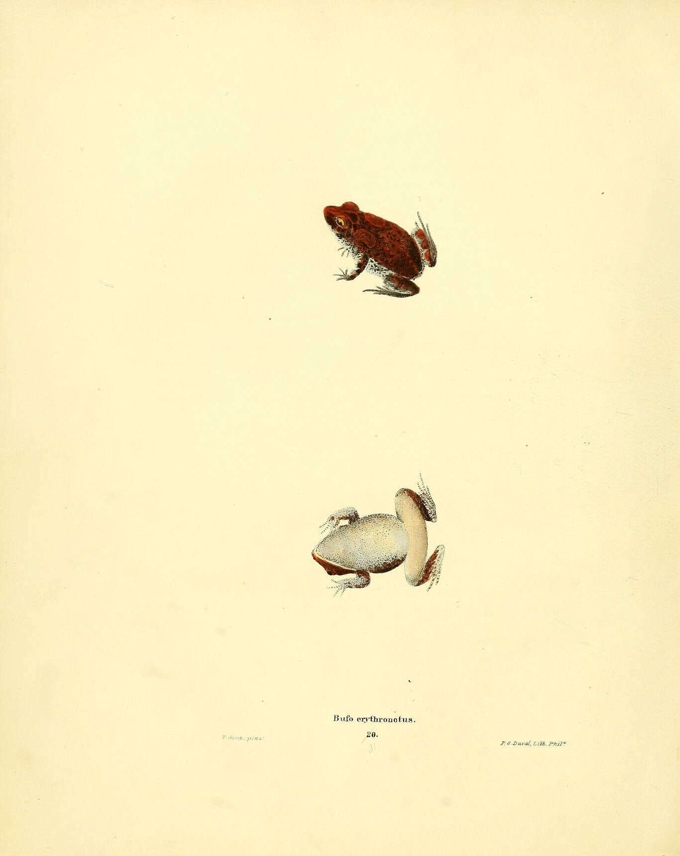 Sivun Anaxyrus terrestris (Bonnaterre 1789) kuva