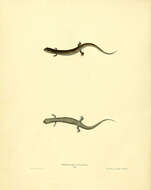 Image of Southern Dusky Salamander