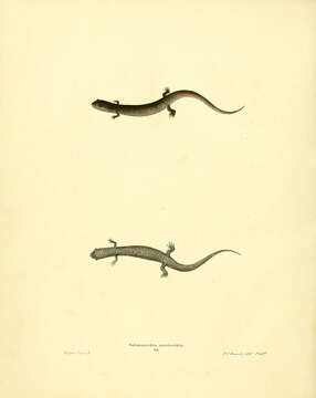 Desmognathus auriculatus (Holbrook 1838) resmi