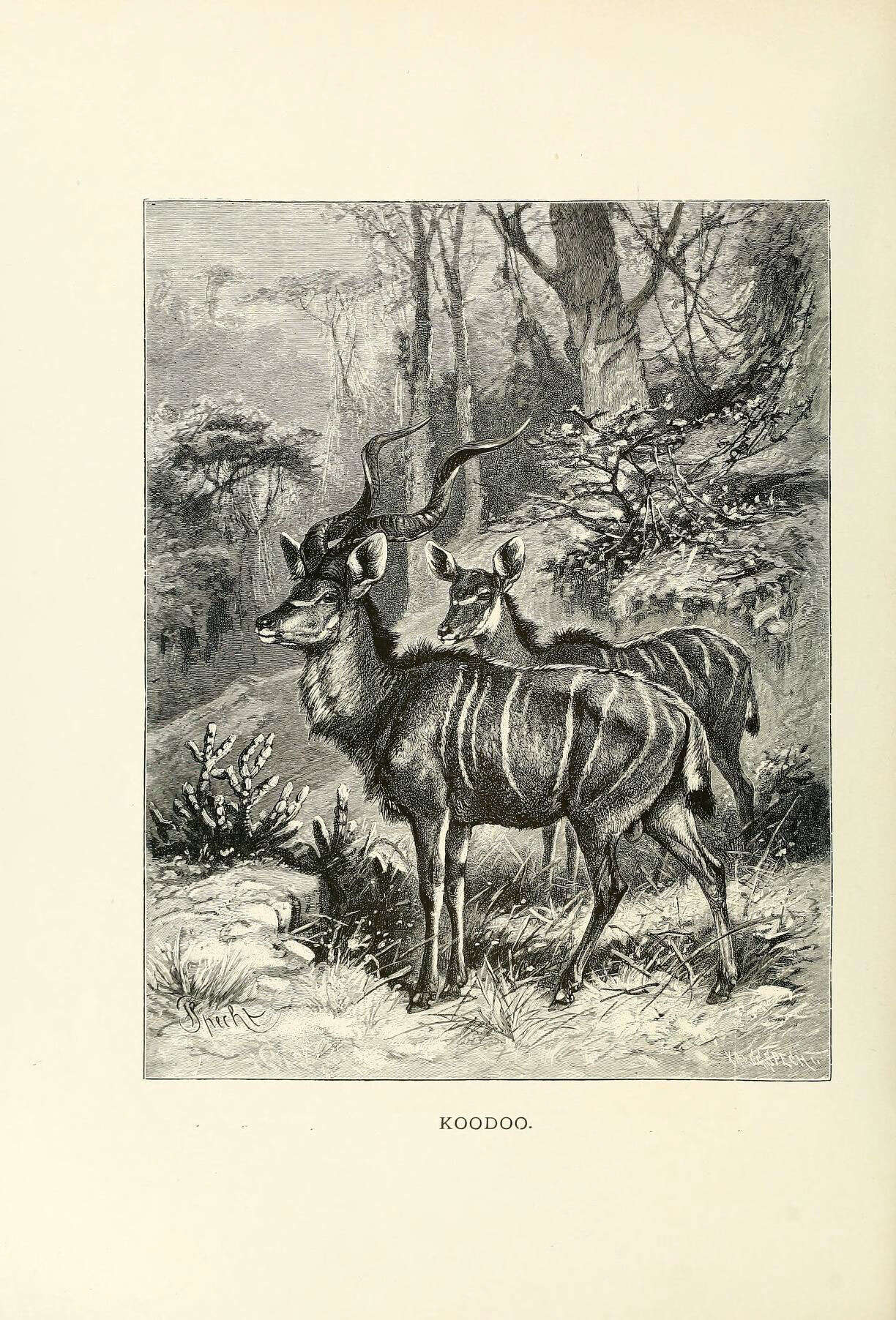 Image of Greater Kudu