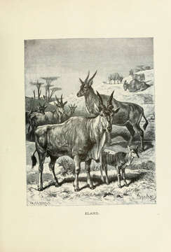 Image of Eland