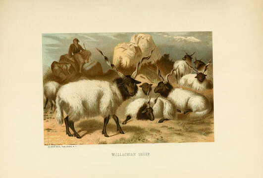 Image of Domestic Sheep