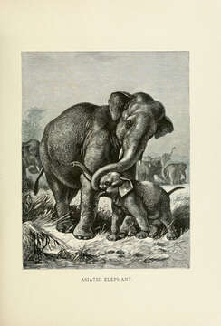 Image of Elephas Linnaeus 1758