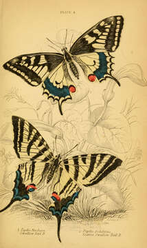 Image of Old World Swallowtail