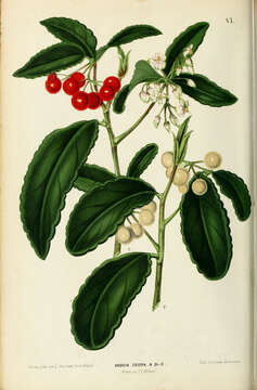 صورة Ardisia crispa (Thunb.) A. DC.