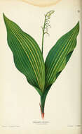 Image of convallaria