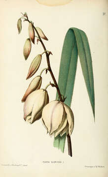 Image of moundlily yucca