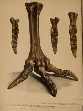 Dinornithiformes resmi