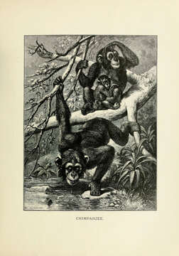 Image of chimpanzee