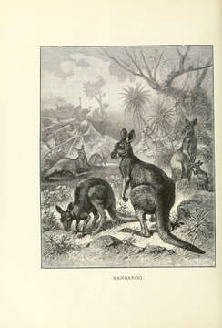 Слика од Macropus rufus (Desmarest 1822)