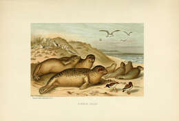 Image of Mediterranean Monk Seal