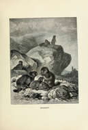Imagem de Marmota subgen. Marmota Blumenbach 1779