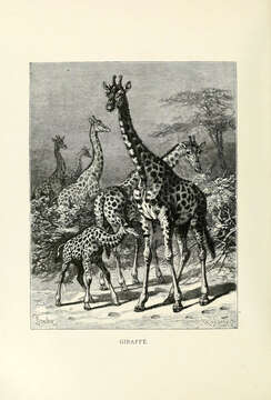 Image of Giraffe