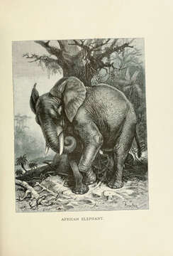 Image of African forest elephant