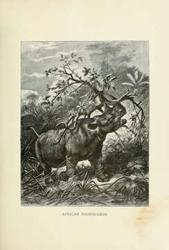 Image de Diceros Gray 1821