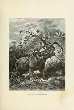 Image of Black Rhinoceros