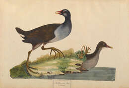 Image of Common Moorhen