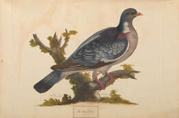 Image of Common Pigeon