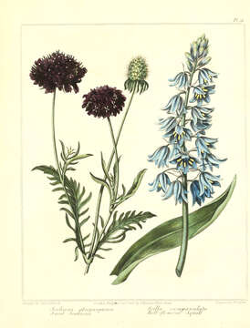 Image of Mediterranean sweet scabious