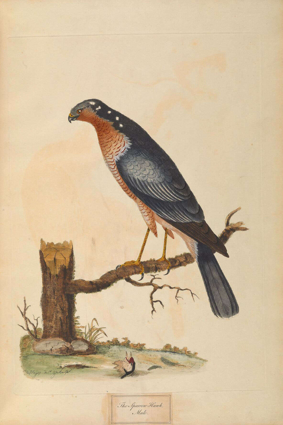 Imagem de Accipiter nisus (Linnaeus 1758)