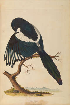 Image of magpie